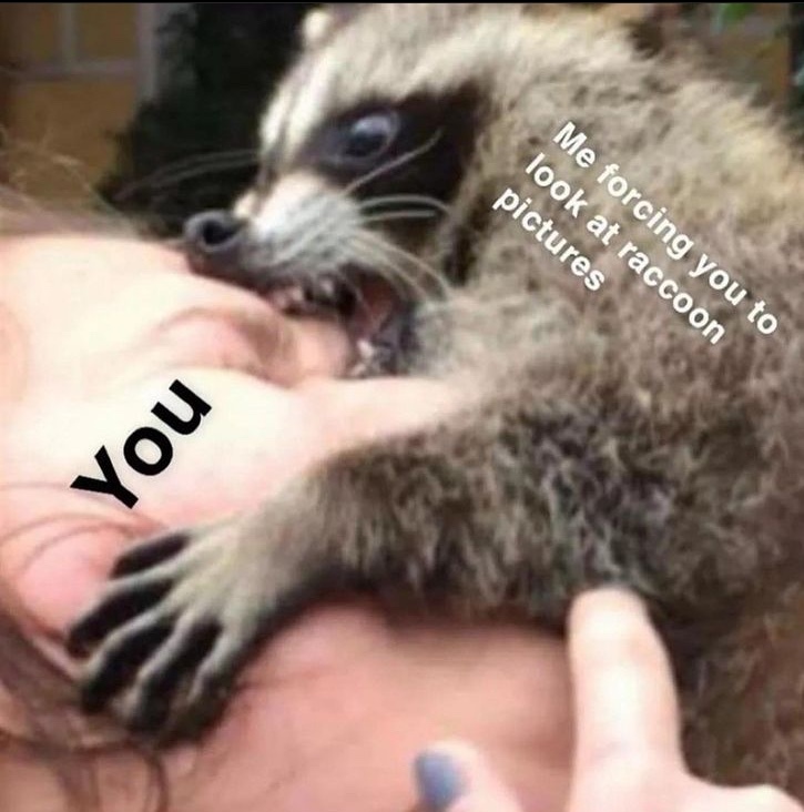 attack raccoon - meme