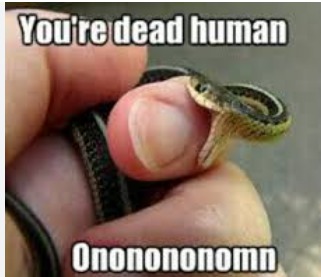 baby snakes - meme
