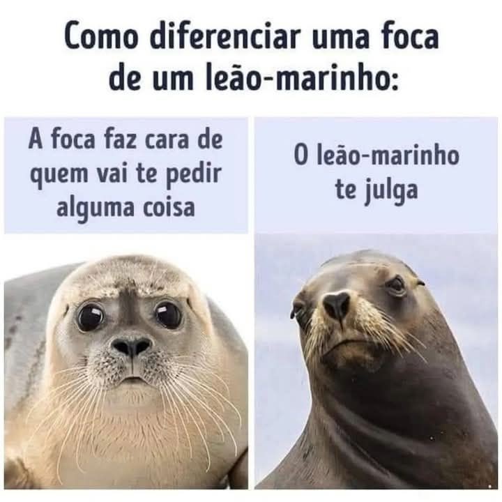 Foca vs Leão-Marinho - meme