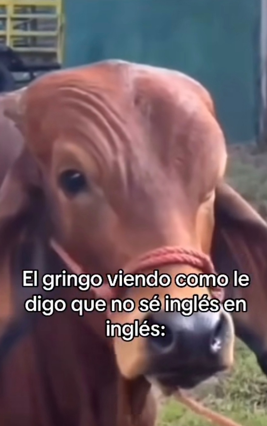 el gringo cuando le digo que no sé ni inglés - meme