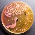 Agar art, this is bacteria 