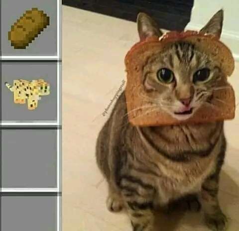 Gato&Pan - meme