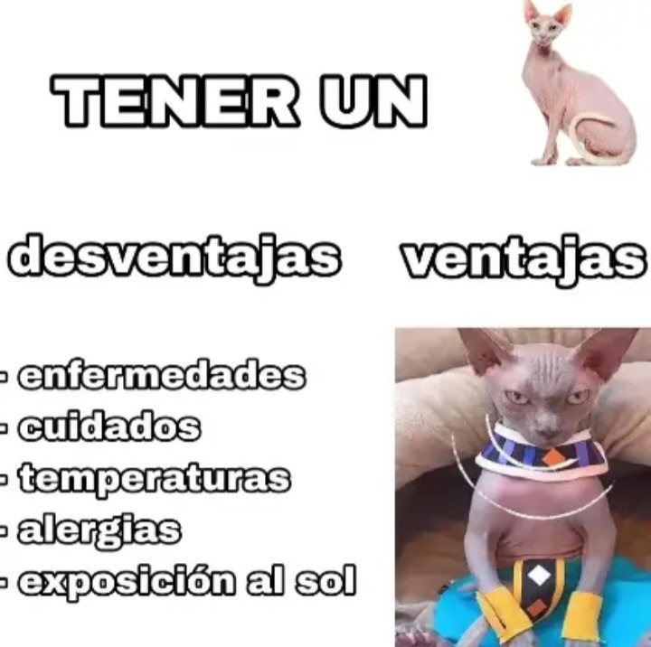 Goku eta vaina E seria - meme