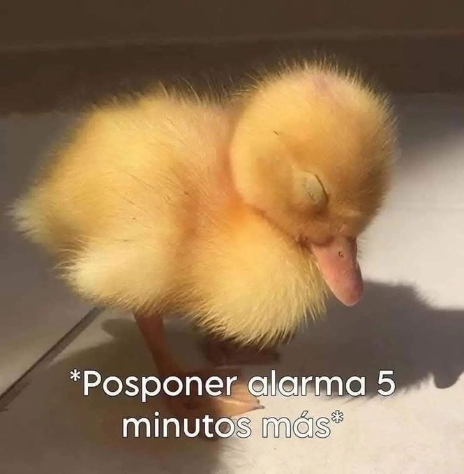 posponer alarma - meme