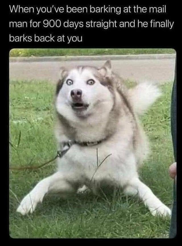 900 days of barking and the mailman finally barked back - meme