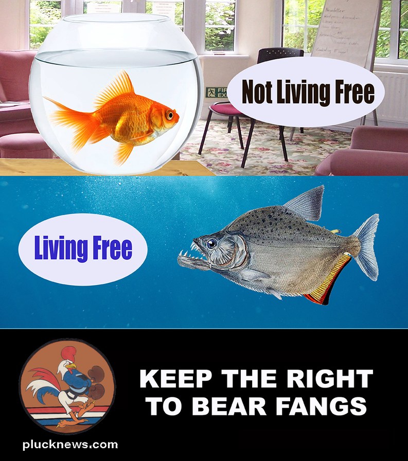 Be a free fish - meme