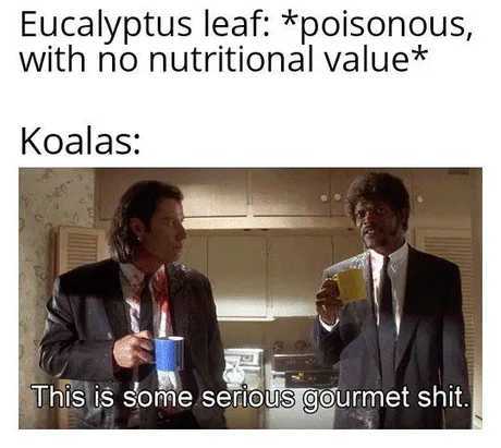 It's free eucalyptus - meme