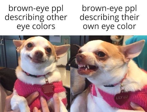 brown eye people - meme
