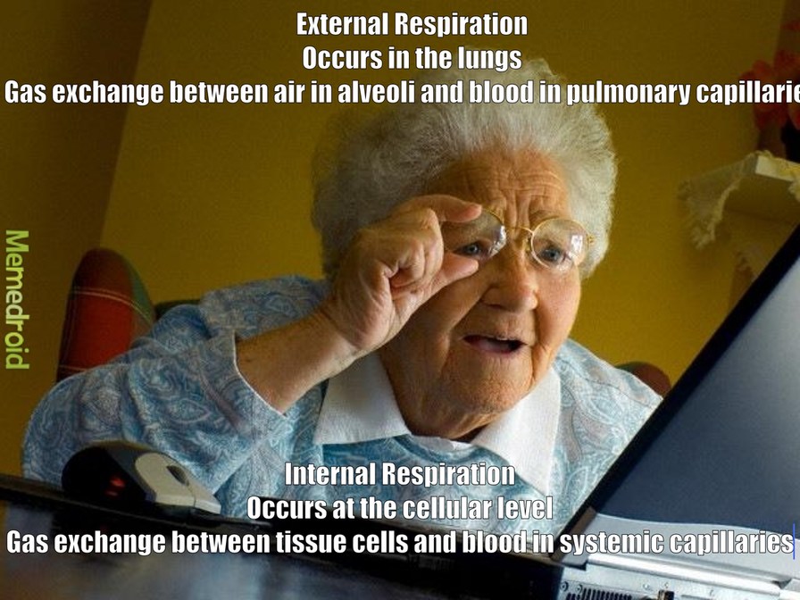 Grandma Finds The Internet - meme