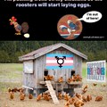 Woke Chickens