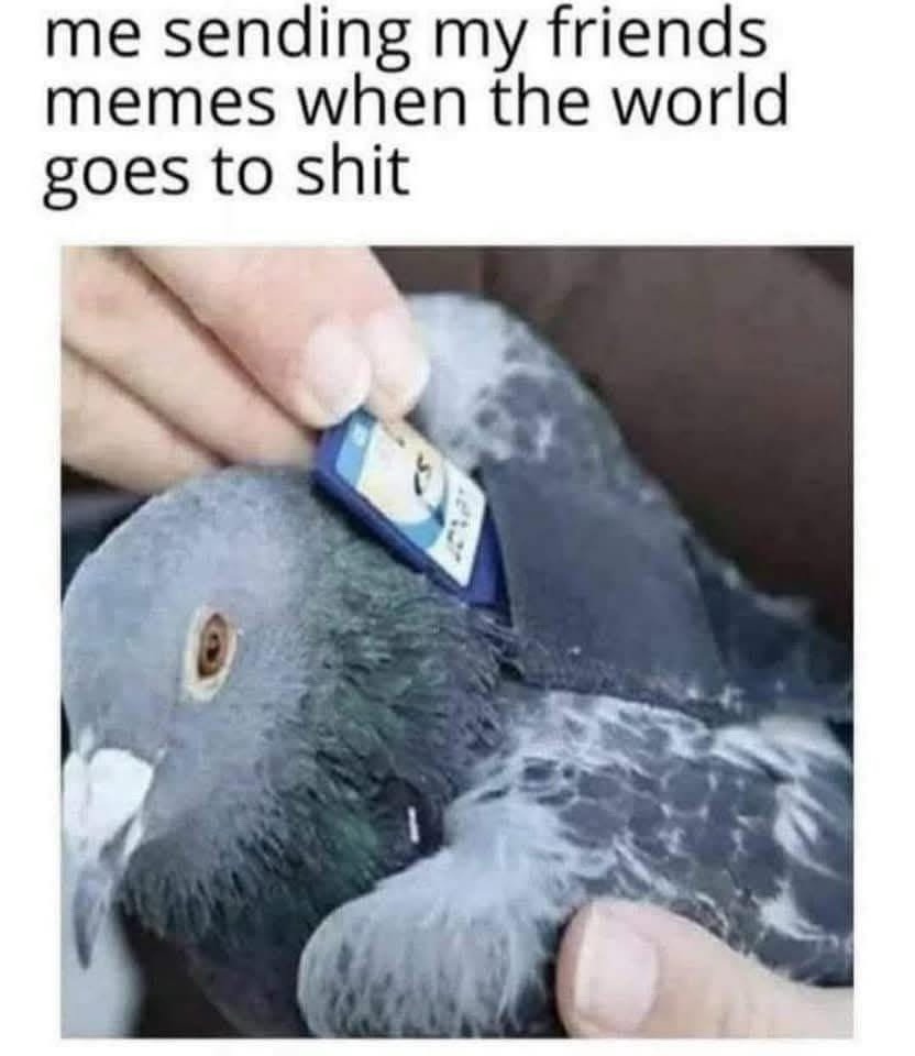 Me sending memes to the squad while the world burns