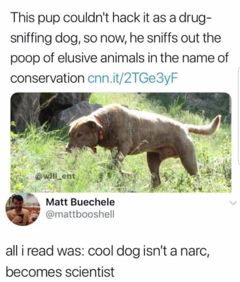 Dog lives matter - meme