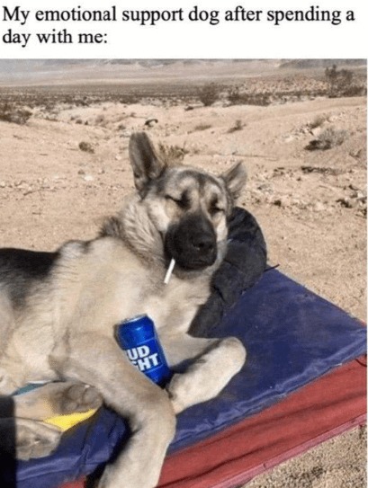 Emotional support dog meme