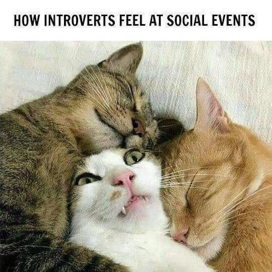 Introverts at parties be like: I’m in physical pain - meme