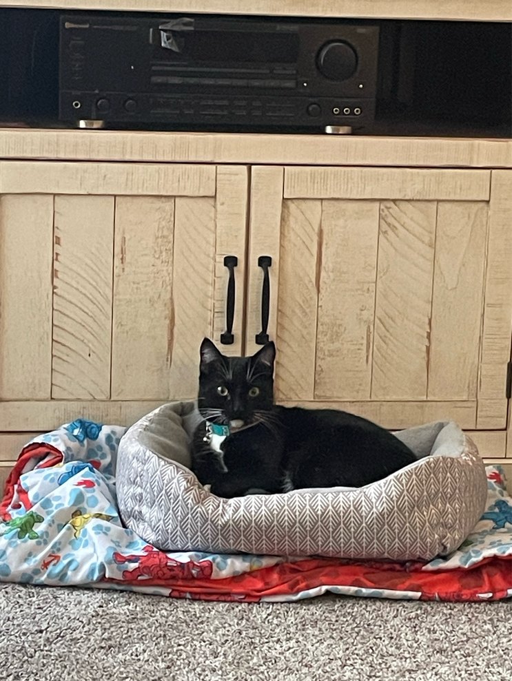 uploading my cats until novagecko bans me, coco :) - meme