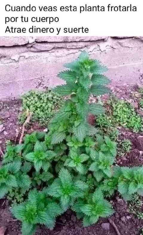 Frota esta planta por tu cuerpo y conviértete en el nuevo rico del barrio - meme