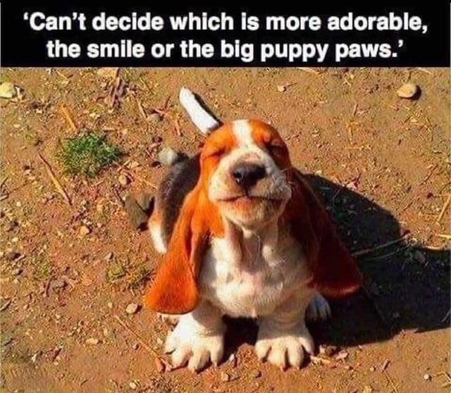 Smile: 10/10. Paws: absolute units - meme