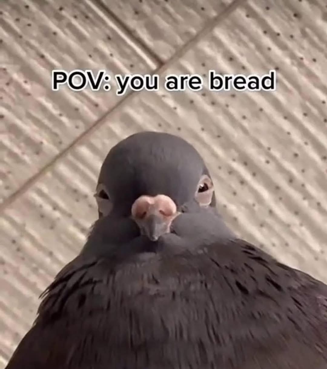 DECIMATED - meme