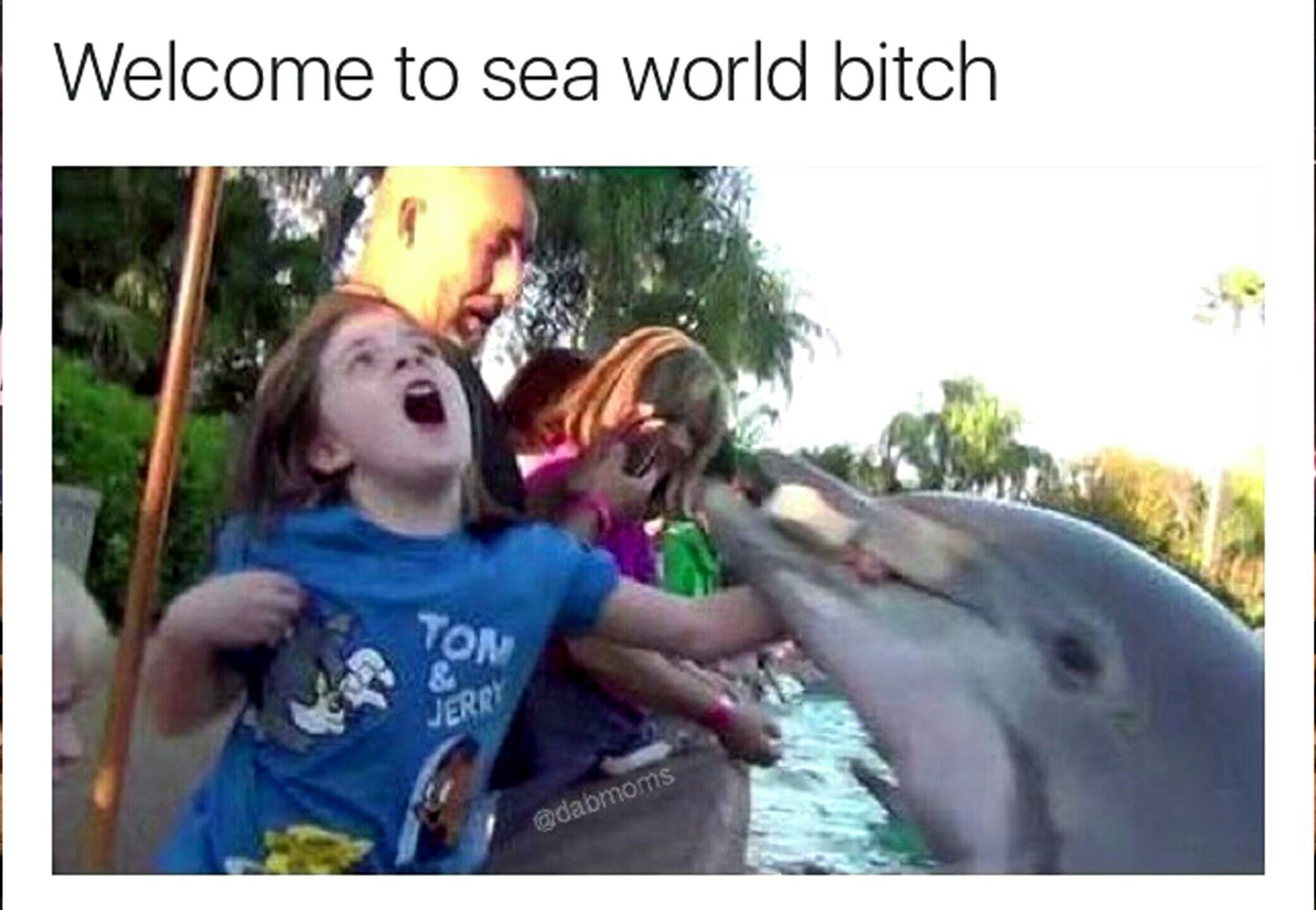 Дельфин укусил человека