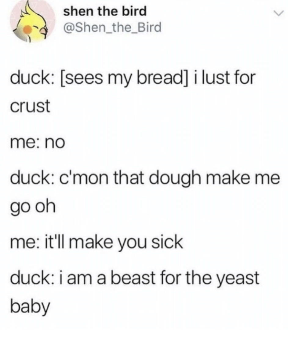 No duck no - meme