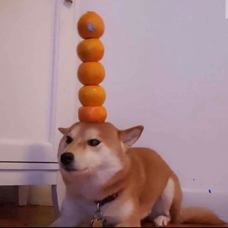 Perro naranja - meme