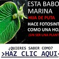 contexto sin pretexto: la babosa de mar verde es una babosa que es como una especia de hibrido entre planta y animal