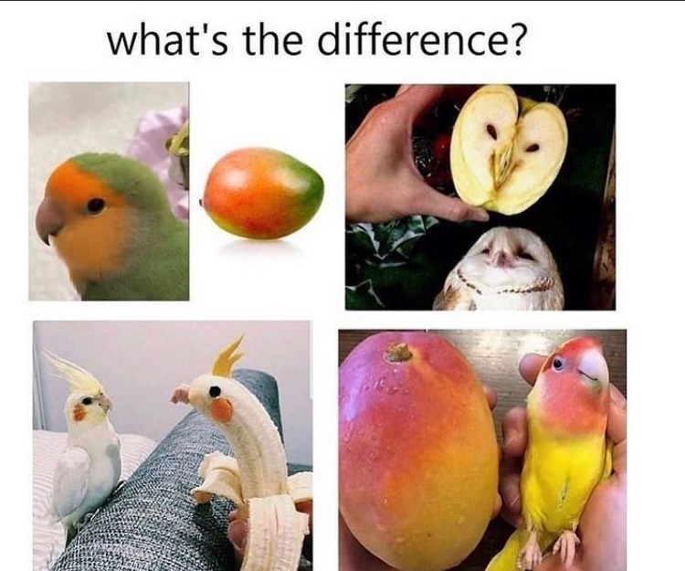 banana bird - meme
