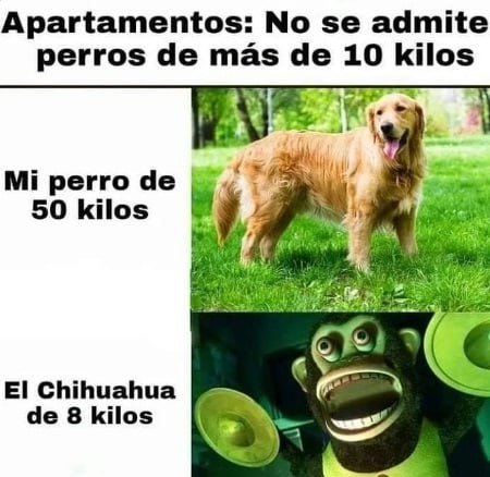 Chihuahuas pendejos - meme
