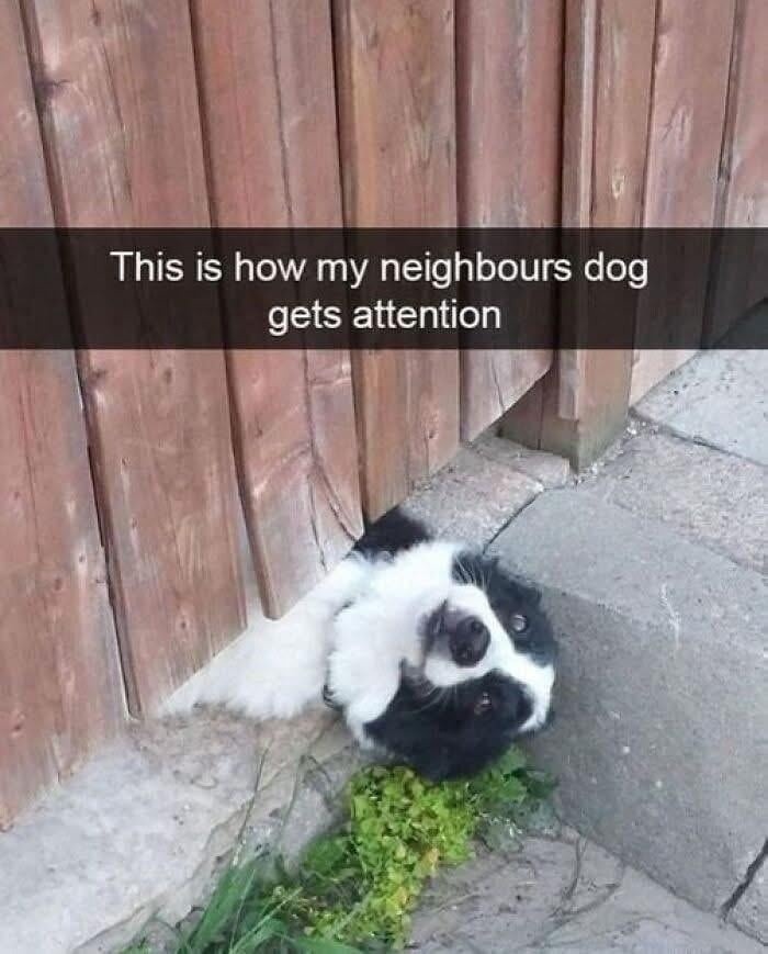 This neighbor’s dog gets more attention than I ever will - meme