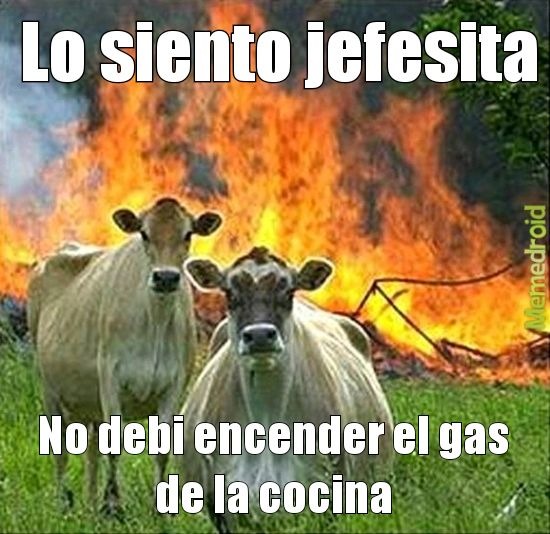Vacas sin conocimiento cocinero - meme