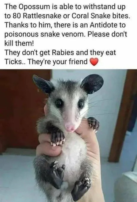 Possums are our friends - meme