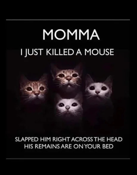 Bohemian Catsody - meme