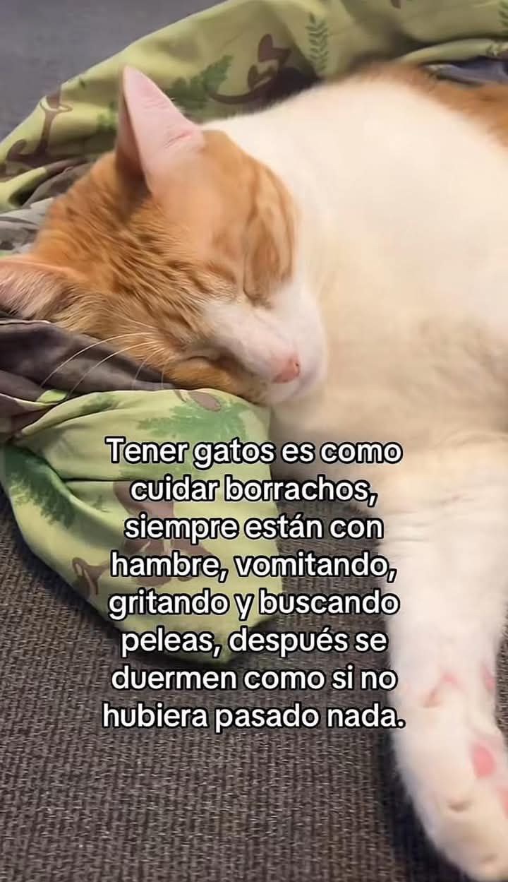 Tener gatos es básicamente tener mini borrachos agresivos que duermen todo el día - meme