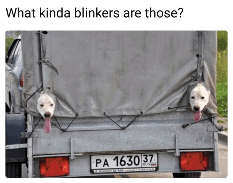 Put on your borkers - meme