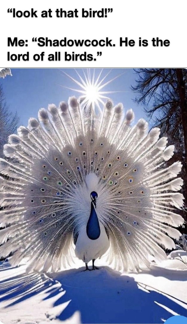 Look at that bird shadowcock the lord of all birds - meme