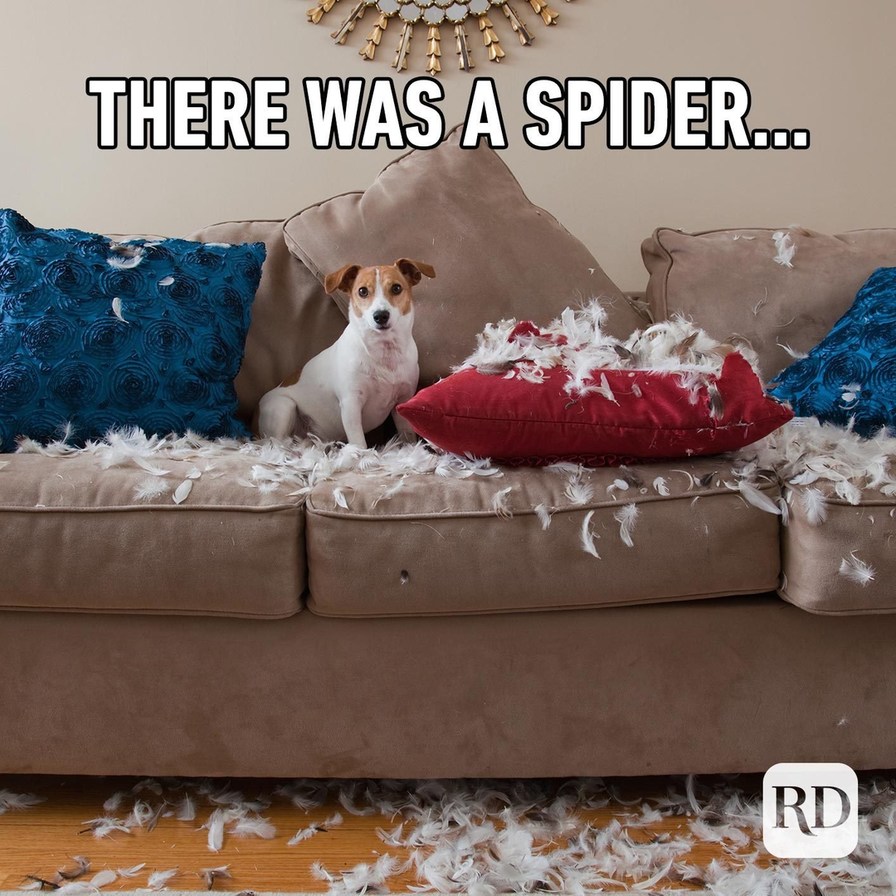 it must have been a very scary spider - meme
