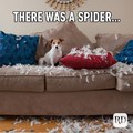 it must have been a very scary spider
