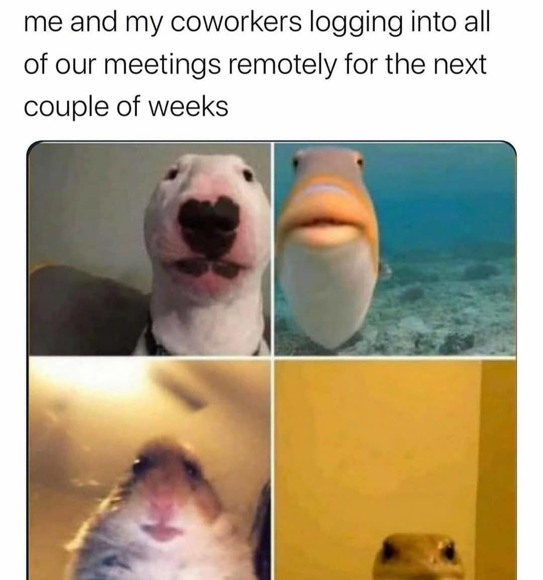 True - meme