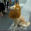 I identify as an lion Doggo hybrid