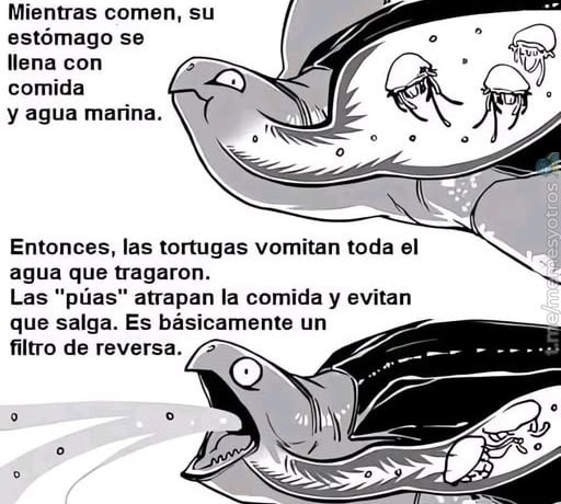 Las tortugas vomitando agua como si nada - meme