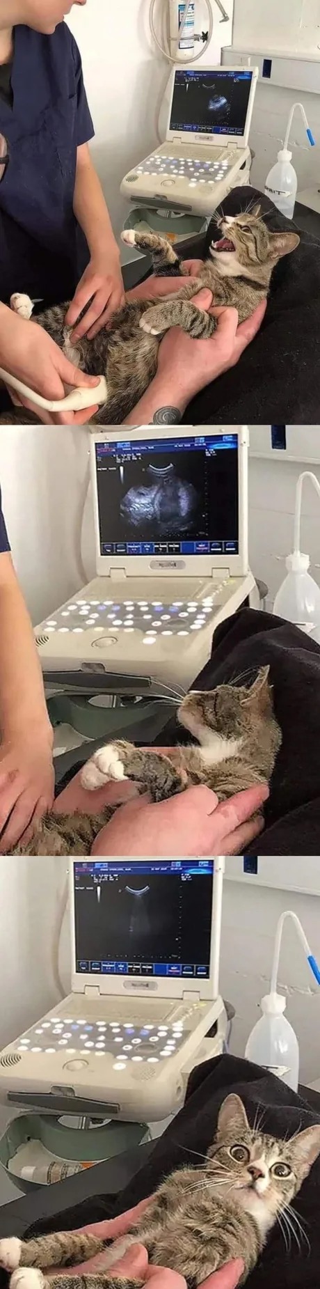 Cat finds out she's pregnant - meme