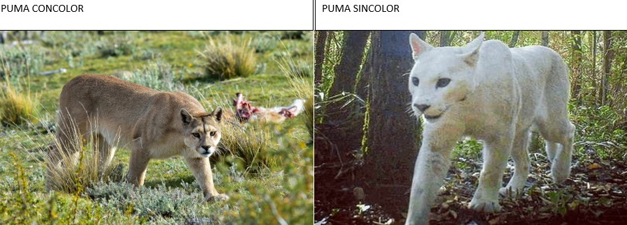 contexto:el nombre sientifico del puma es puma concolor - meme