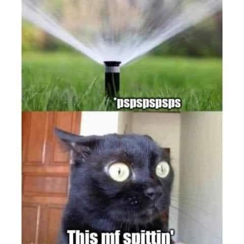 Wet pussy - meme