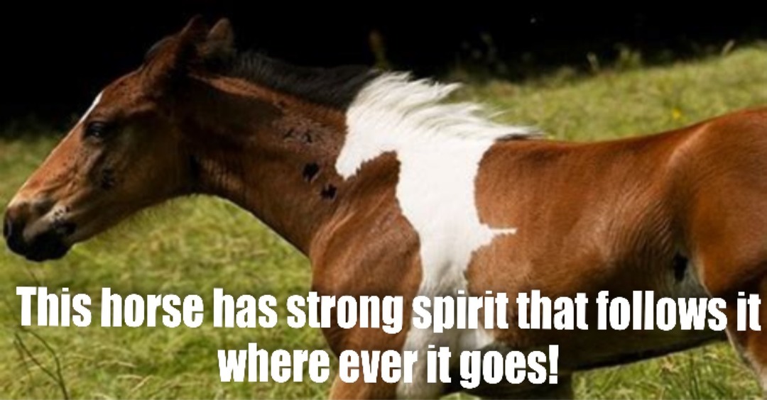 He carries his spirit horse with him. - meme