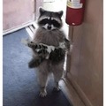 Trash panda gives you pussy