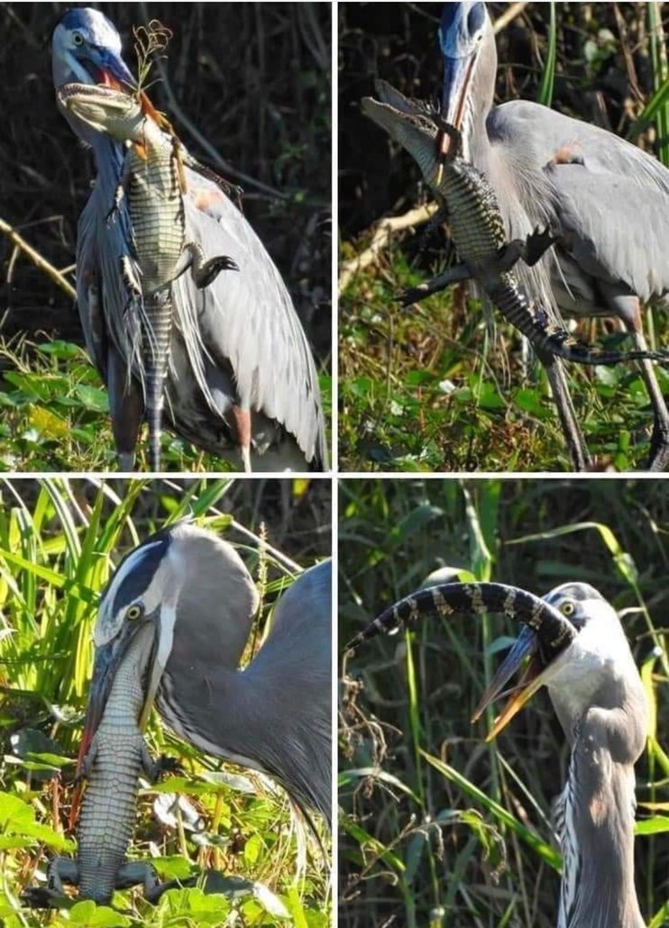 Just a blue heron eating an alligator - meme