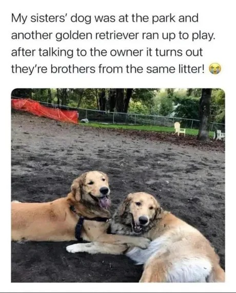 Dogs and bros - meme