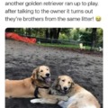 Dogs and bros