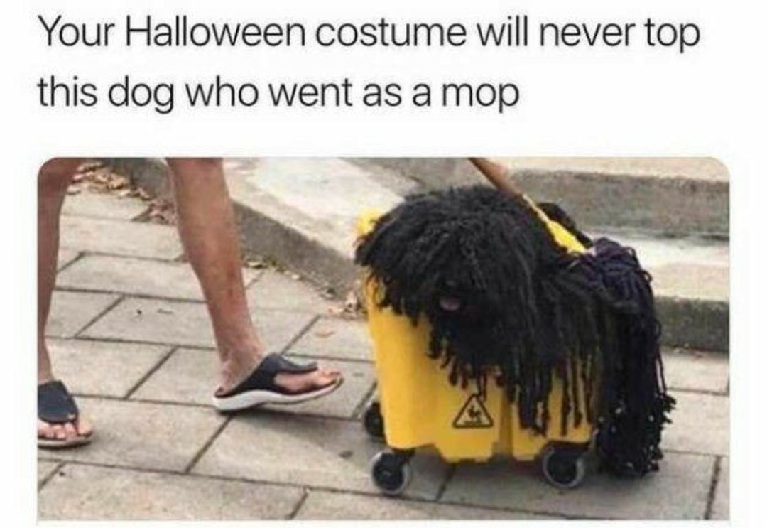 Halloween costume of the decade goes to mop dog - meme