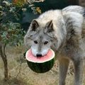 you have been visited by melon doggo. you have now been blessed with his presense